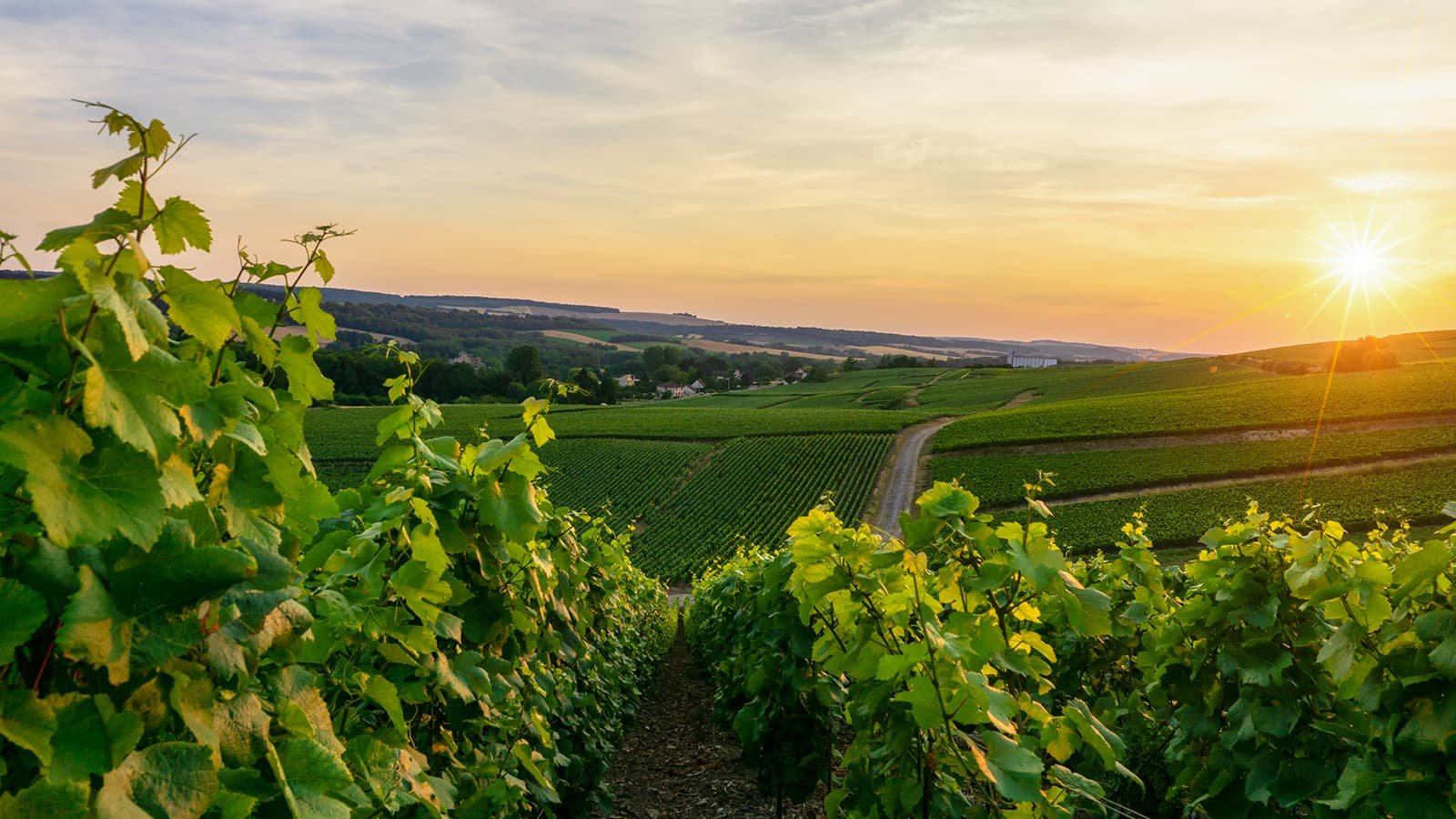 Un « pacte de confiance » pour rapprocher producteurs et négociants: les pistes pour sortir le secteur viticole de la crise