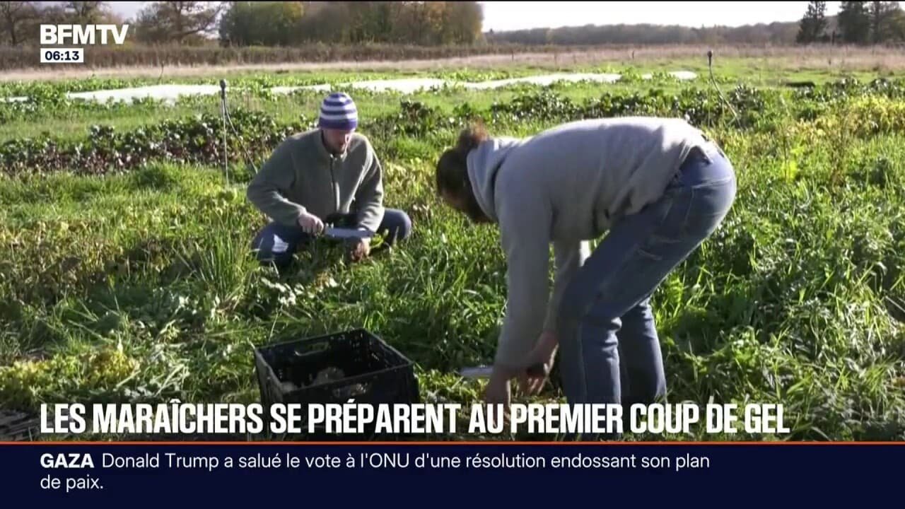 « On doit anticiper bien plus tôt la météo »: les maraîchers en première ligne face à la vague de froid et au gel