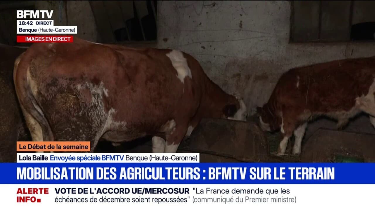 « Ce sont plusieurs générations qui s’en vont en fumée »: cet agriculteur de Haute-Garonne attend les résultats de plusieurs de ses vaches, suspectées d’avoir contracté la dermatose bovine