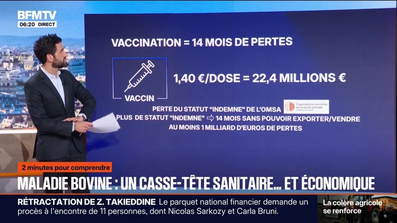 2 MINUTES POUR COMPRENDRE – Vaccination contre les maladies bovines: un casse-tête sanitaire et économique