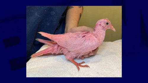 Un pigeon teint en rose retrouvé affamé à New York, la piste d'un "gender reveal" privilégiée