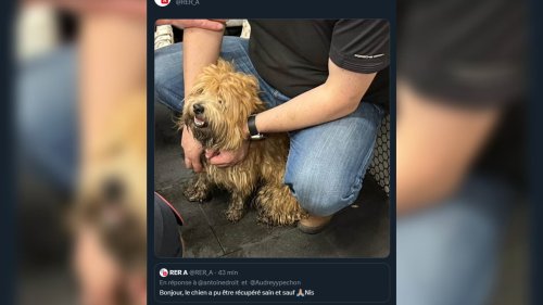 RER A: le trafic momentanément interrompu en raison de la présence d'un chien sur les voies
