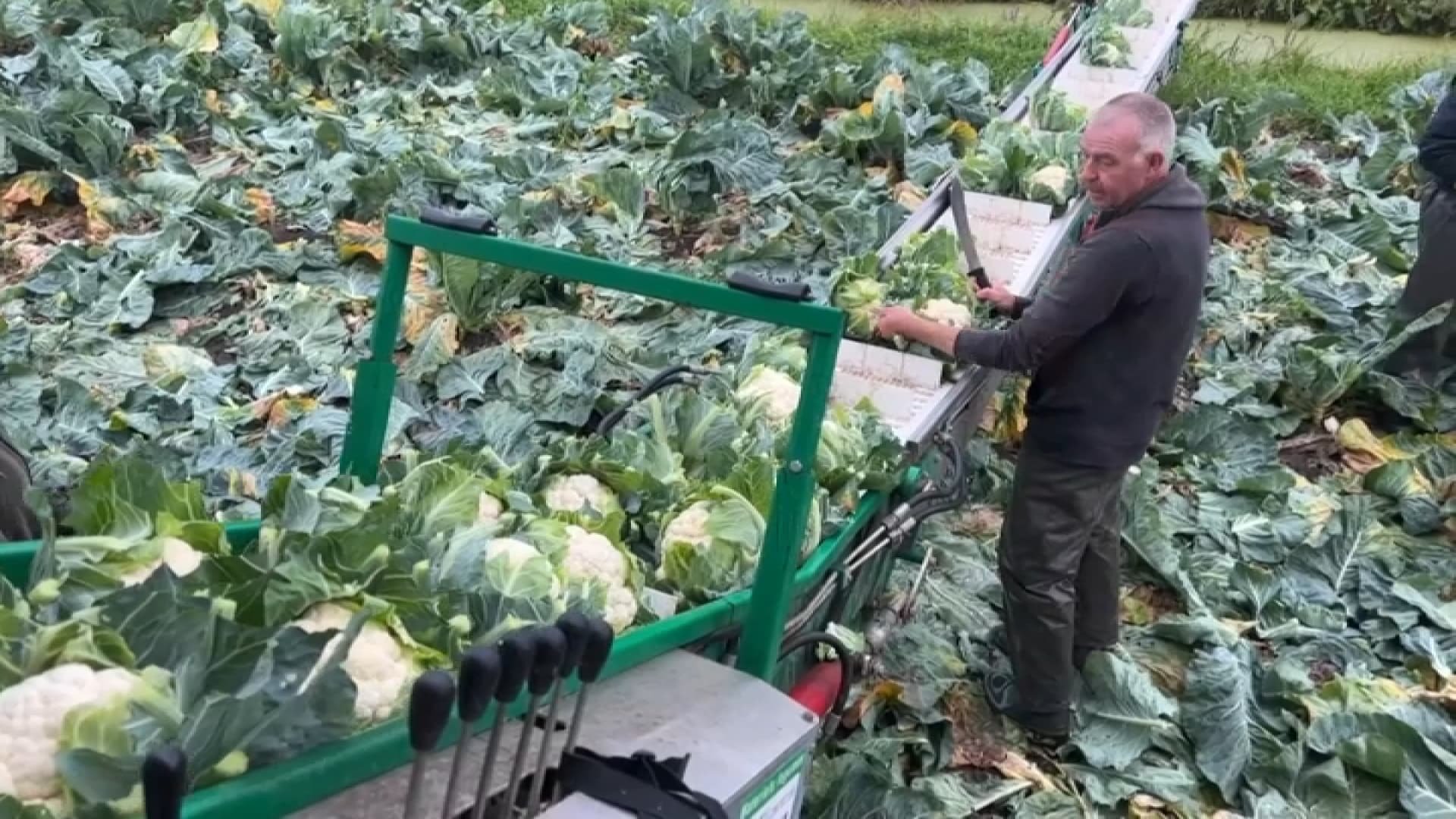 Les champs de choux-fleurs sont pleins à craquer: la grande distribution et la filière appellent les Français à acheter ce légume français et pas cher du tout