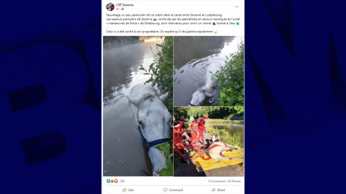 Saverne: les pompiers sauvent un cheval tombé à l'eau dans le canal de la Marne
