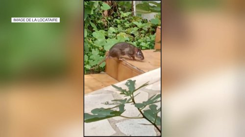 "Ils rentrent partout": le jardin d'une habitante des Moulins à Nice infesté de rats