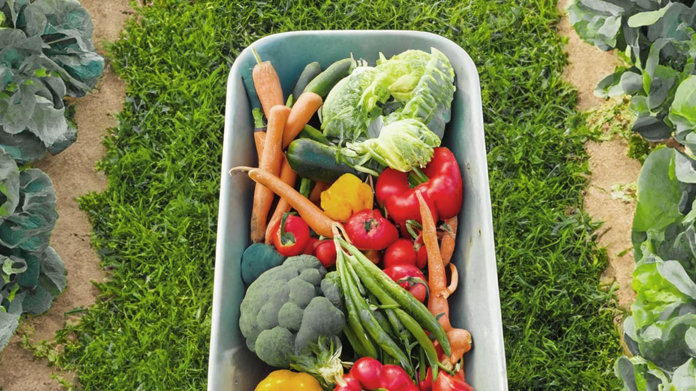 On a testé la cueillette de fruits et légumes à la ferme: un bon plan pour faire des économies?