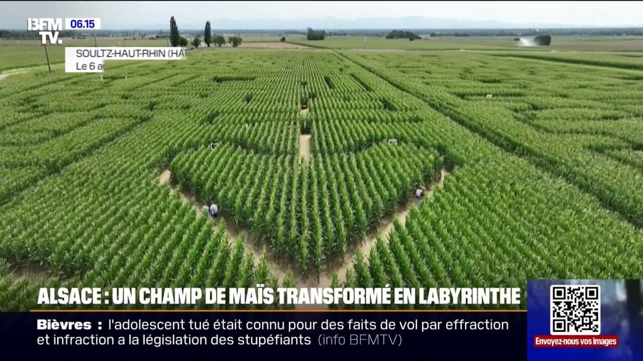 À Soultz en Alsace, un agriculteur a transformé son champ de maïs en labyrinthe