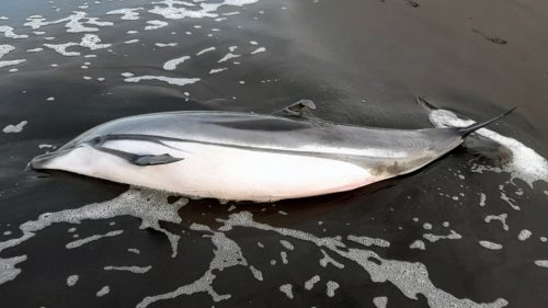 350 dauphins échoués sur la façade atlantique cet hiver: l'inquiétude des spécialistes