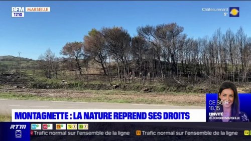 Bouches-du-Rhône: la reforestation du massif de la Montagnette après l'incendie
