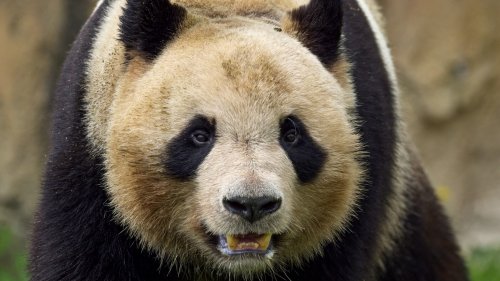 Un "signal" politique: la Chine reprend ses pandas aux États-Unis et au Royaume-Uni