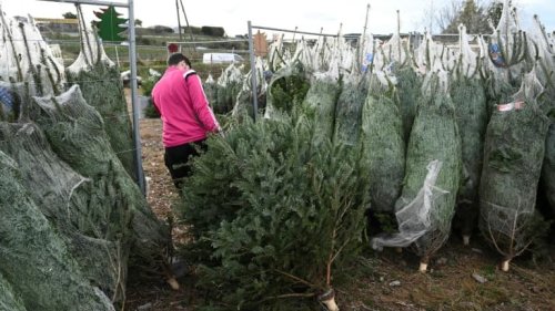 Fermée jusqu'à nouvel ordre, une jardinerie belge offre 3000 sapins de Noël ce week-end