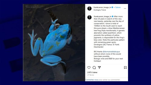 "Une consécration": un photographe parcourt 1.500 km pour voir une grenouille bleue en Dordogne
