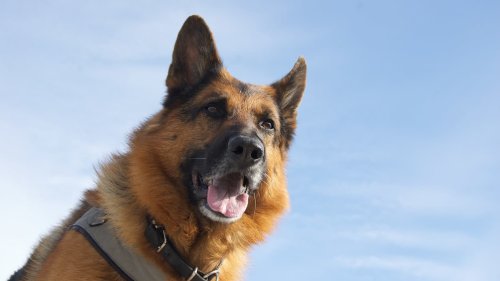 "Il était beau, en pleine force de l'âge": un chien retrouvé mort dans un canal, son corps lesté d'un pavé