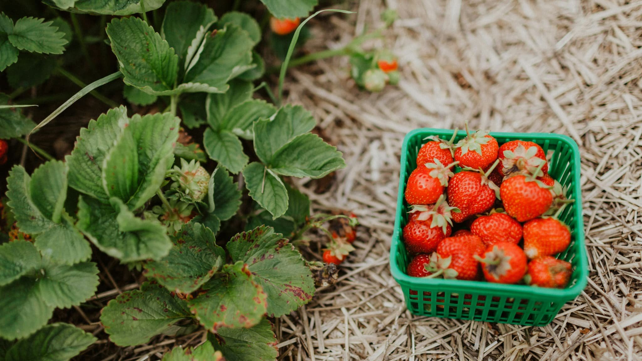 Fraises, cerises… Pour faire des économies, des fermes permettent de venir cueillir des fruits et légumes