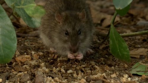 "J'ai trouvé des crottes dans mon lit": les habitants se plaignent d'une prolifération de rats à Cagnes-sur-Mer