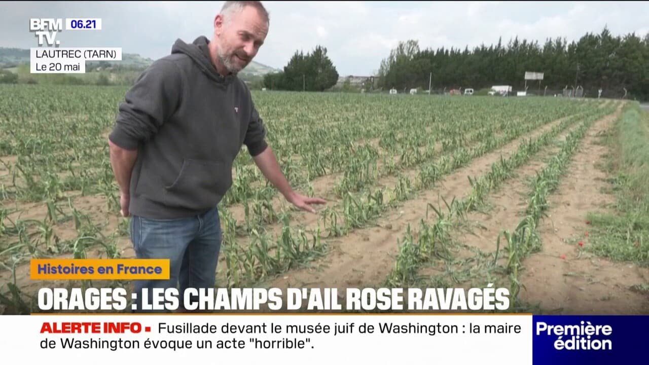 Tarn: ce producteur d’ail rose a perdu la totalité de ses plants à cause du passage de la tempête de grêle