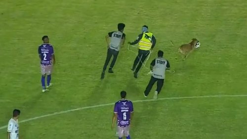 Mexique: un chien perturbe un match de foot... en dribblant les stadiers avec le ballon