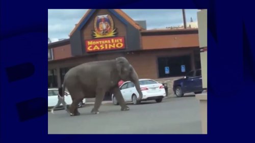 États-Unis: une éléphante s'échappe d'un cirque et erre dans les rues d'une ville du Montana