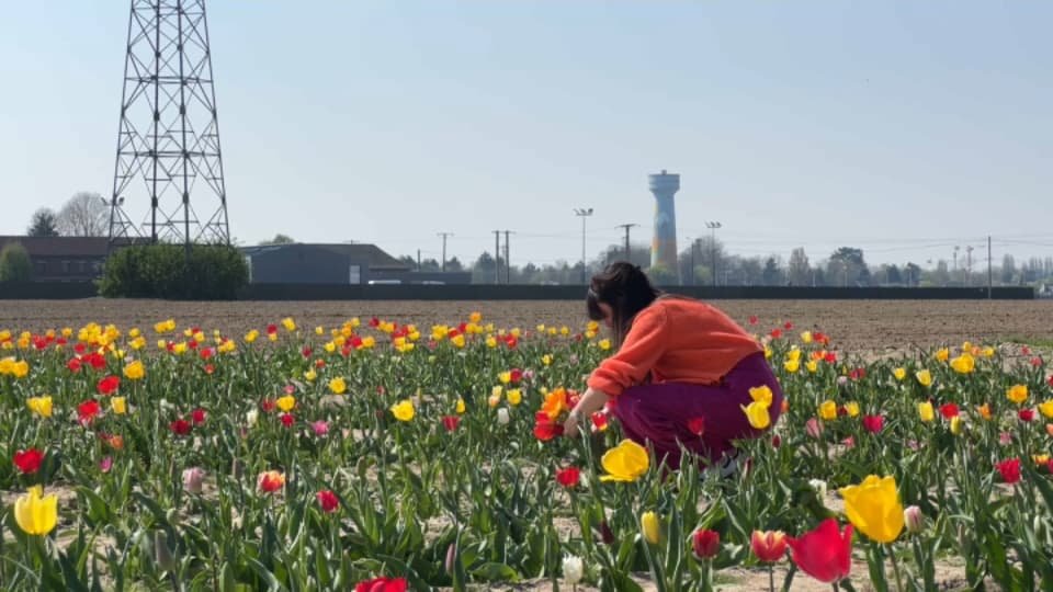 « Un bouquet à moindre coût »: à Tressin, des tulipes vendues en libre-service