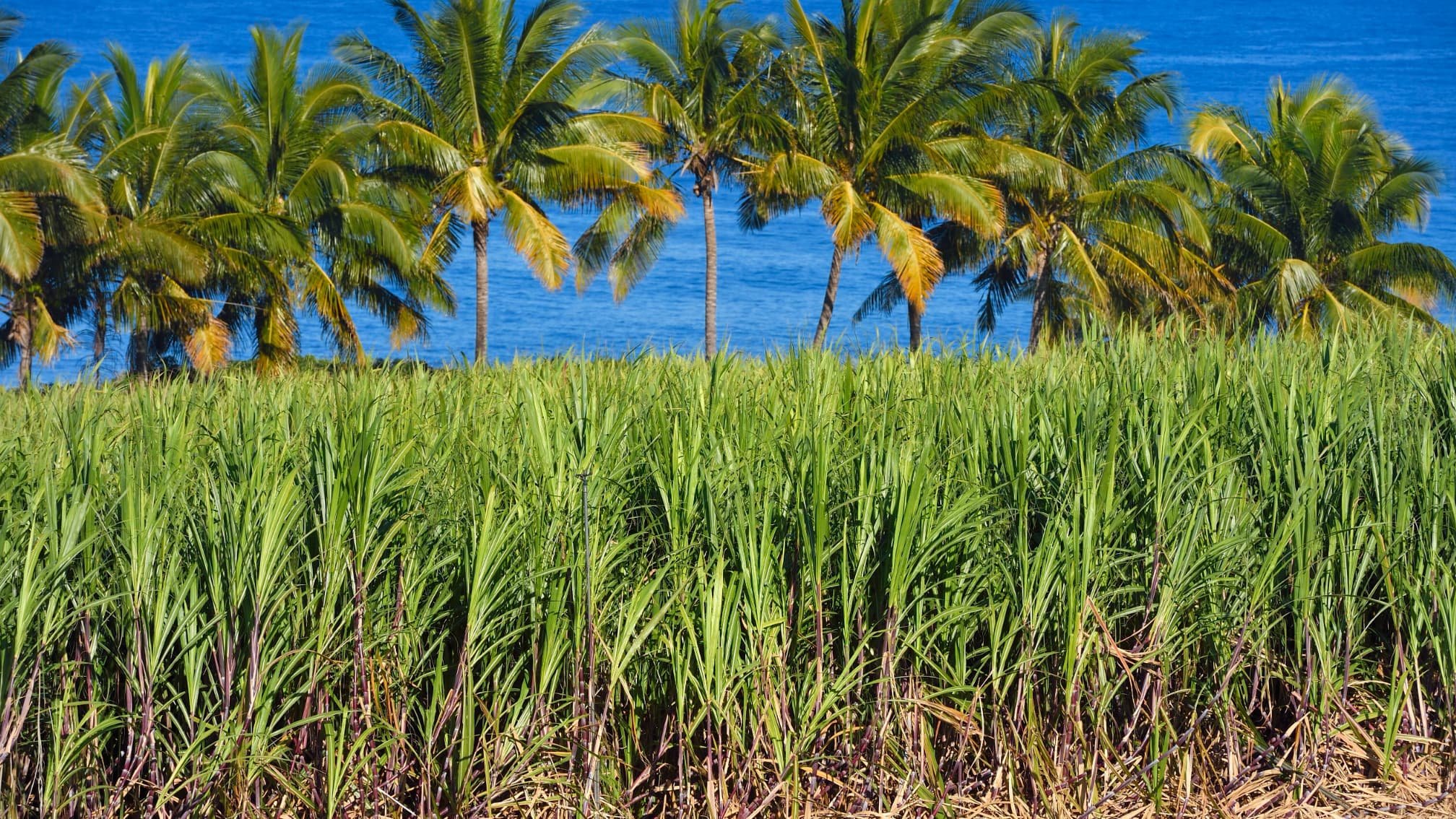 « Elle ne survit que grâce aux aides »: déjà en grande difficulté, la filière de la canne à sucre se dirige vers sa pire année de production sur l’île de La Réunion
