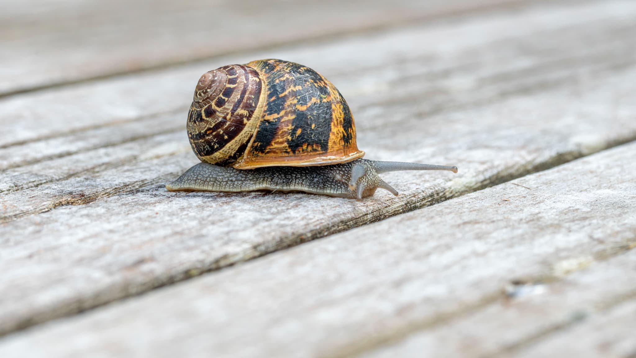 En Angleterre, les agriculteurs sont exonérés de taxe foncière: pour en bénéficier, les propriétaires de bureaux vides y installent des micro-élevages d’escargots (et la fraude est très répandue)