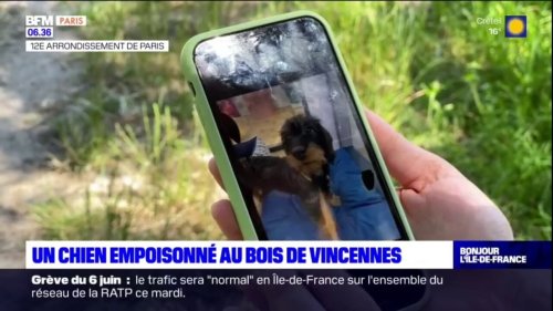 Un chien empoisonné au bois de Vincennes