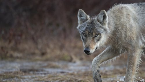 Alpes-Maritimes: un canidé ressemblant à un loup, retrouvé mort sur la pénétrante Cannes-Grasse