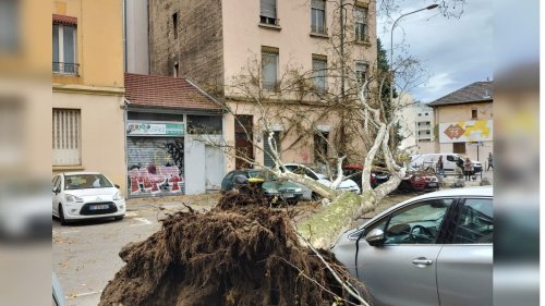 Dépression Nelson: quelques chutes d'arbres et plus de 2000 personnes privées d'électricité dans le Rhône