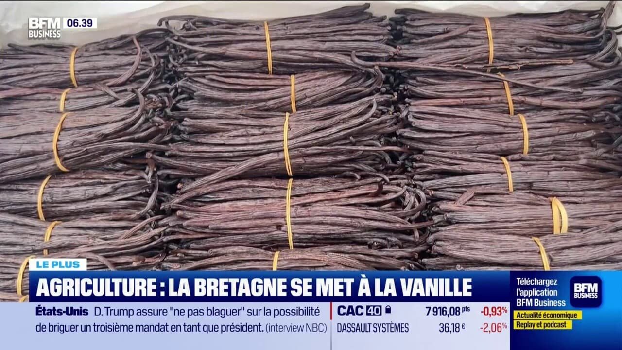 Agriculture : la Bretagne se met à la vanille