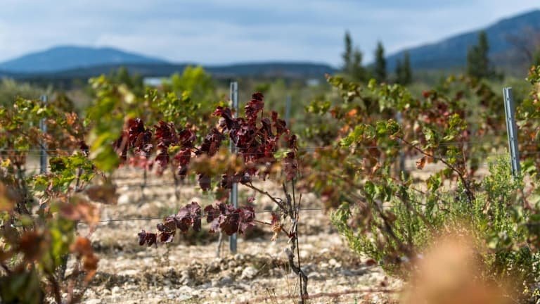 Le vignoble de Bordeaux a fait face en 2024 à sa plus faible récolte depuis 1991