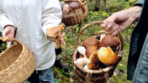 Plusieurs régions connaissent une "très belle saison" pour les champignons en raison de la sécheresse