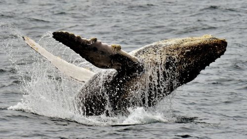 Un accouplement de deux baleines à bosse mâles photographié pour la première fois