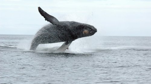 Les vagues de chaleur marine représentent une nouvelle menace pour les baleines à bosse