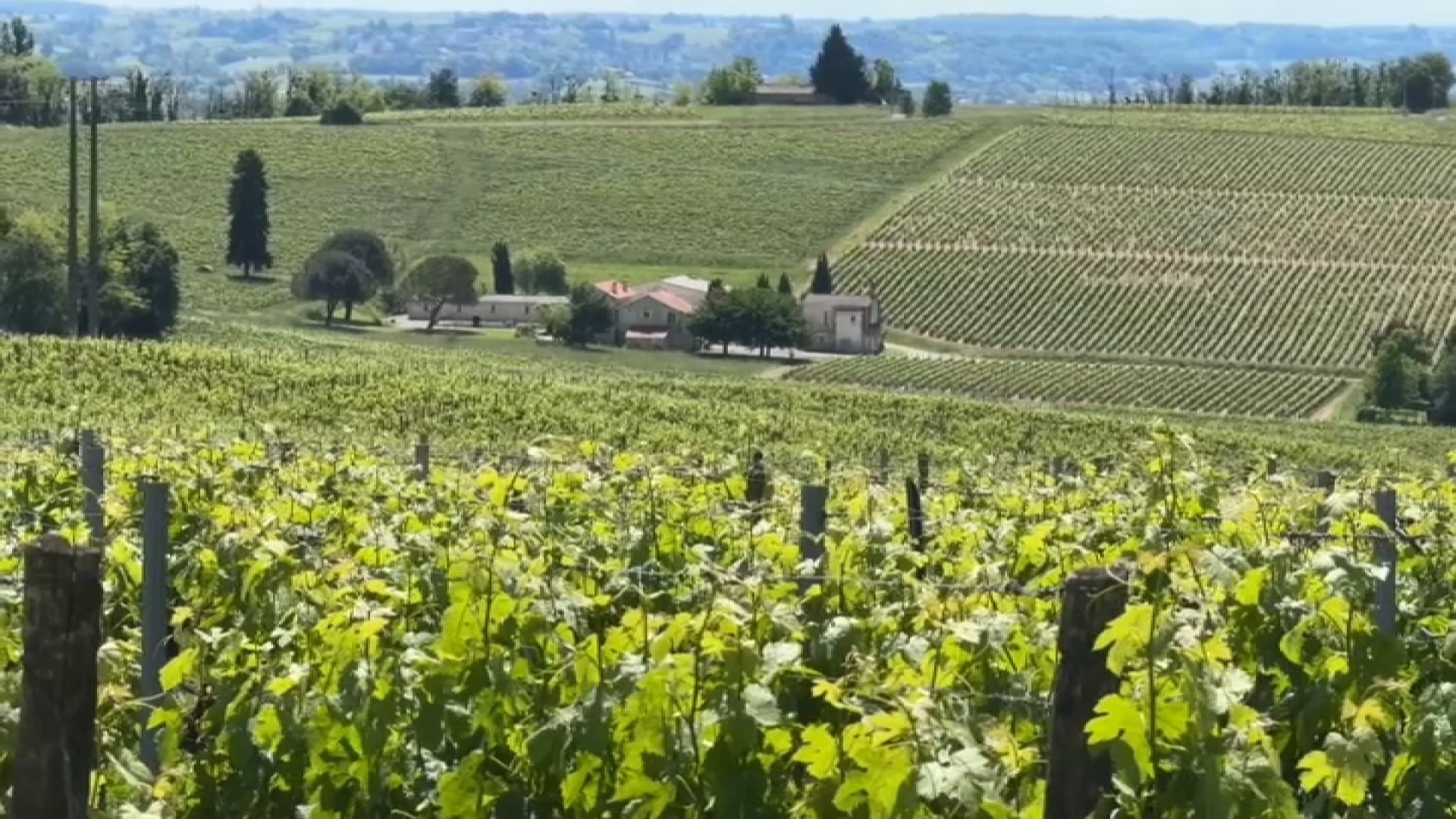 Est-il dangereux d’habiter près des vignes? Les résultats très attendus d’une grande étude