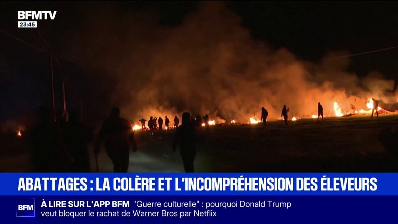 Abattages de troupeaux lors de cas de dermatose bovine: la colère et l’incompréhension des éleveurs