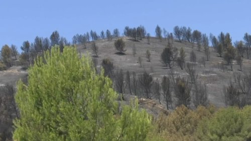 Incendie de la Montagnette: la chasse interdite pendant deux ans dans les zones brûlées du massif