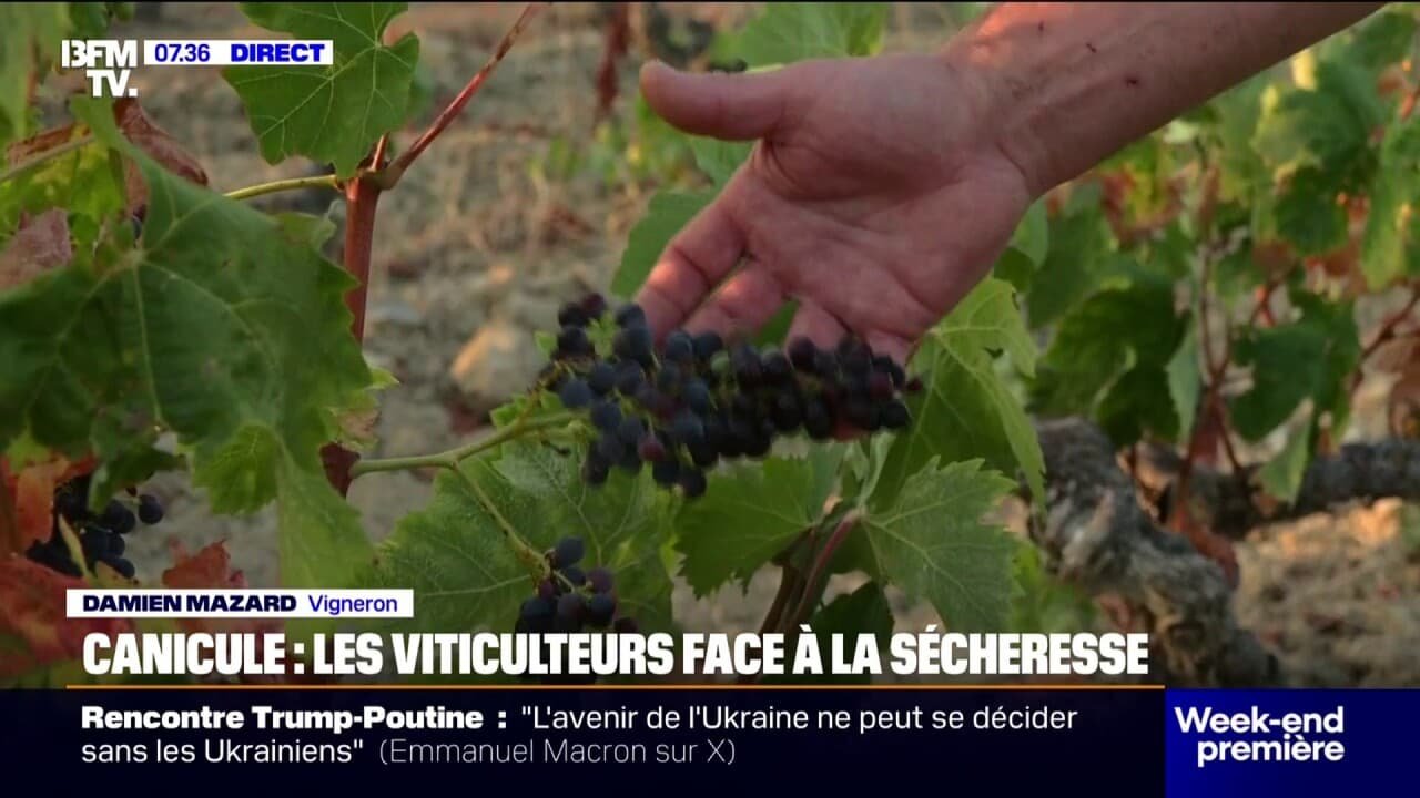 Canicule: avec les fortes chaleurs, les viticulteurs manquent d’eau et font face à la sécheresse