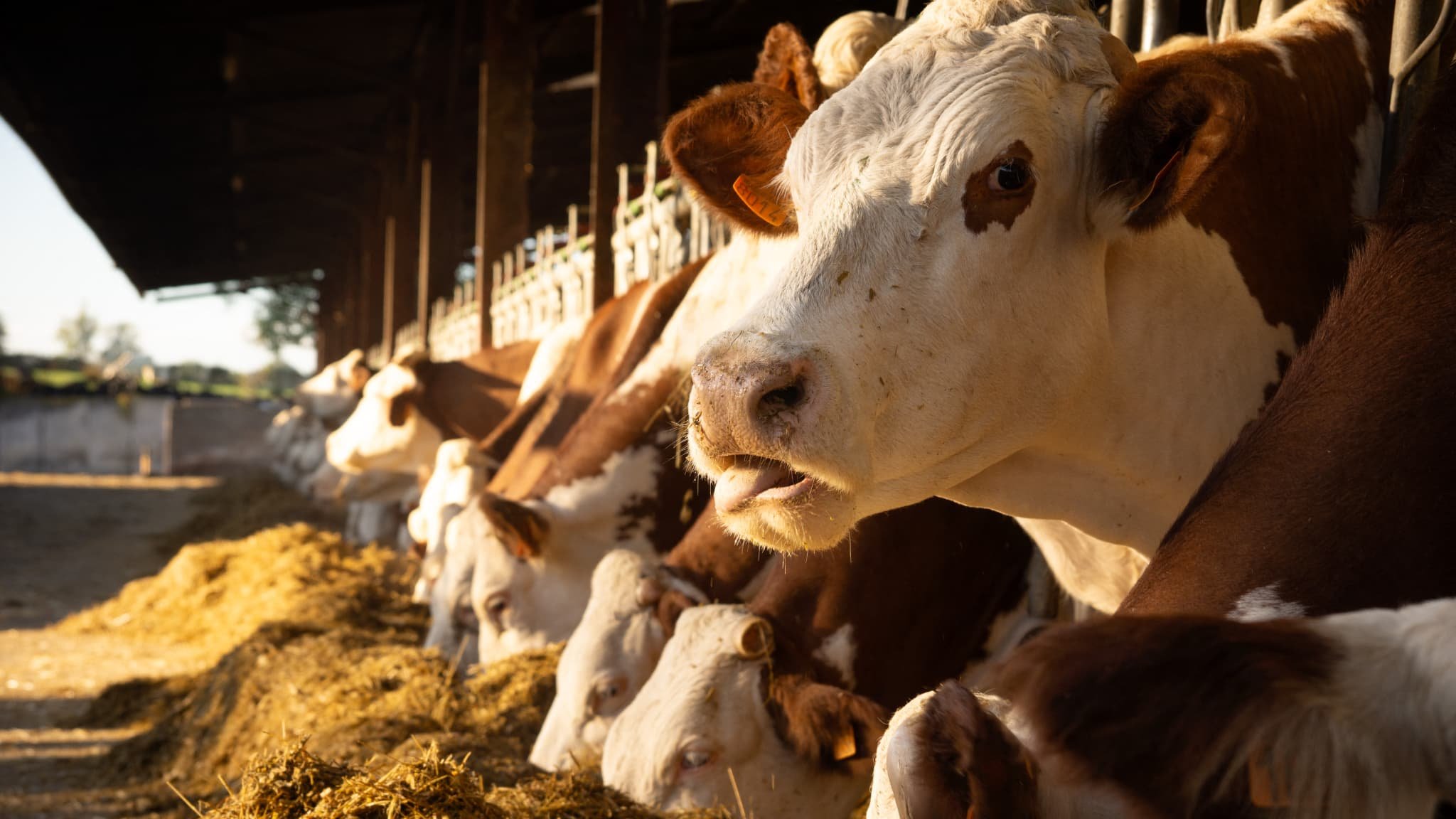 Dermatose bovine: la Coordination rurale occupe temporairement la Cité administrative de Toulouse pour demander l’arrêt des abattages