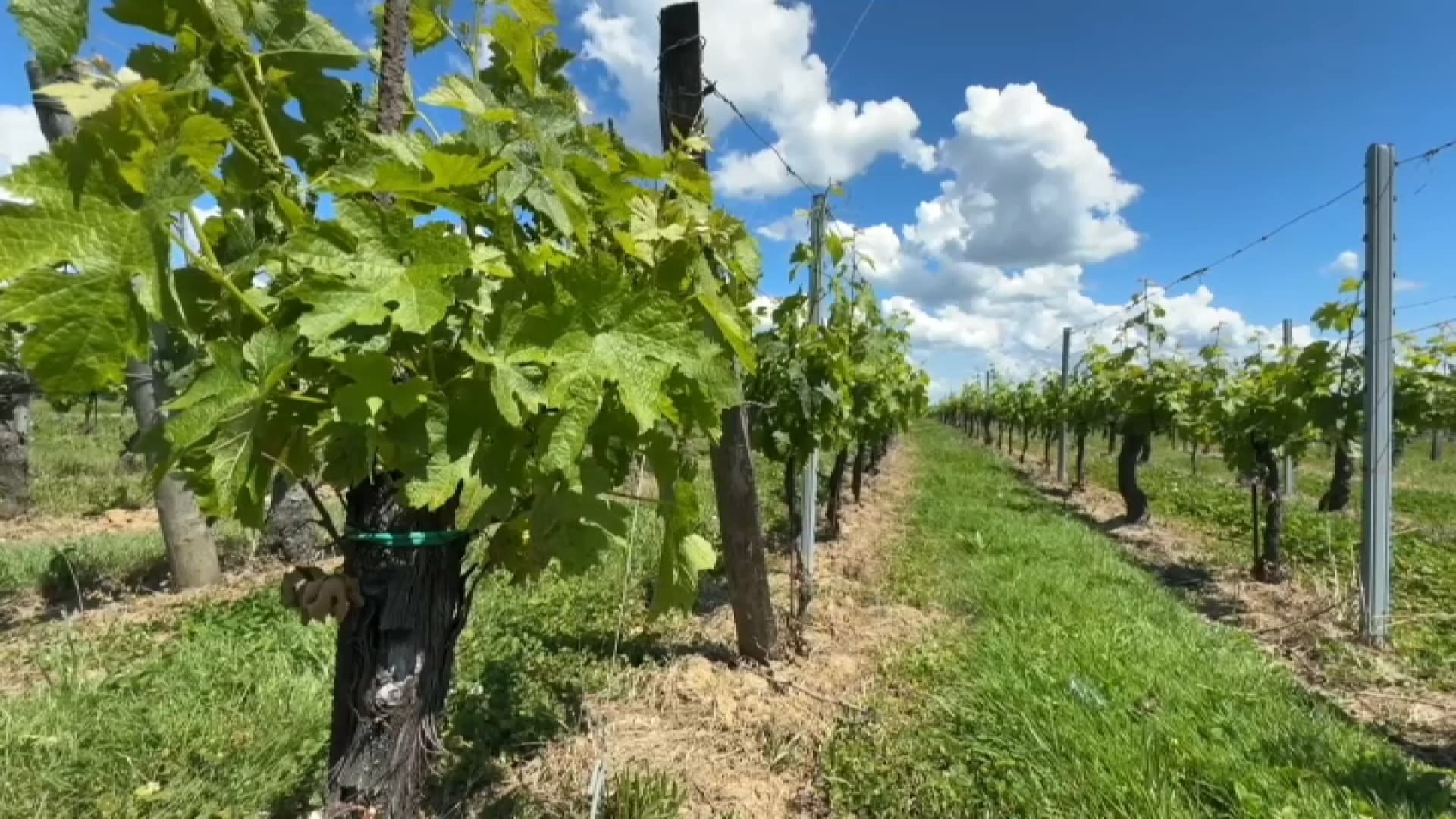 130 millions d’euros débloqués: l’État vole au secours de la viticulture et réclame à Bruxelles de « mobiliser la réserve de crise européenne »