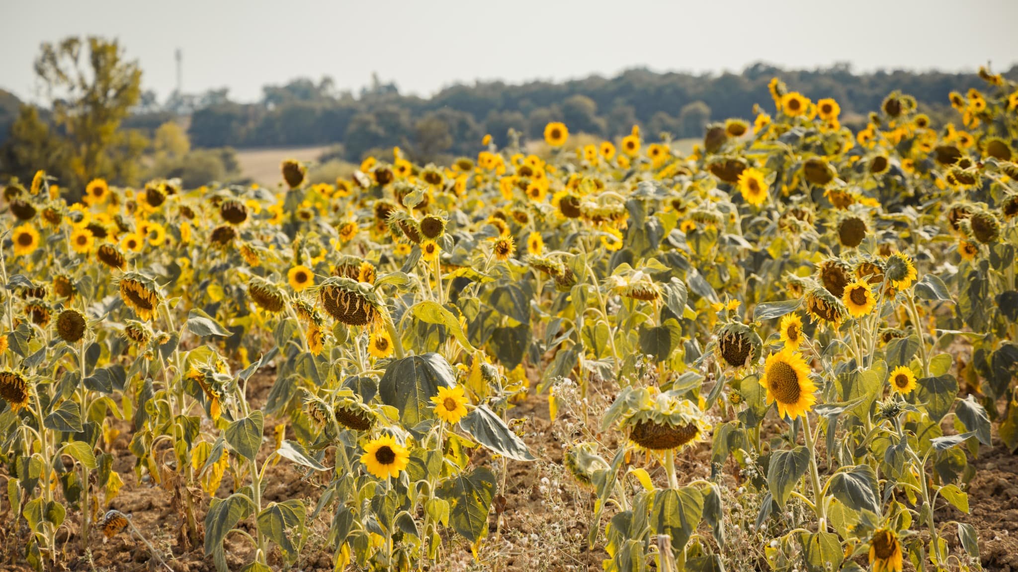 « Une centaine de volailles mortes, en un seul week-end »: les agriculteurs français s’inquiètent des vagues de chaleur à répétition