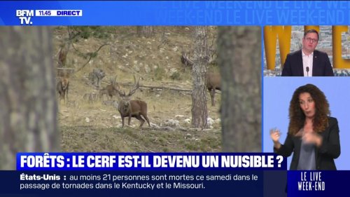 Forêts : le cerf est-il devenu un nuisible ? - 18/05