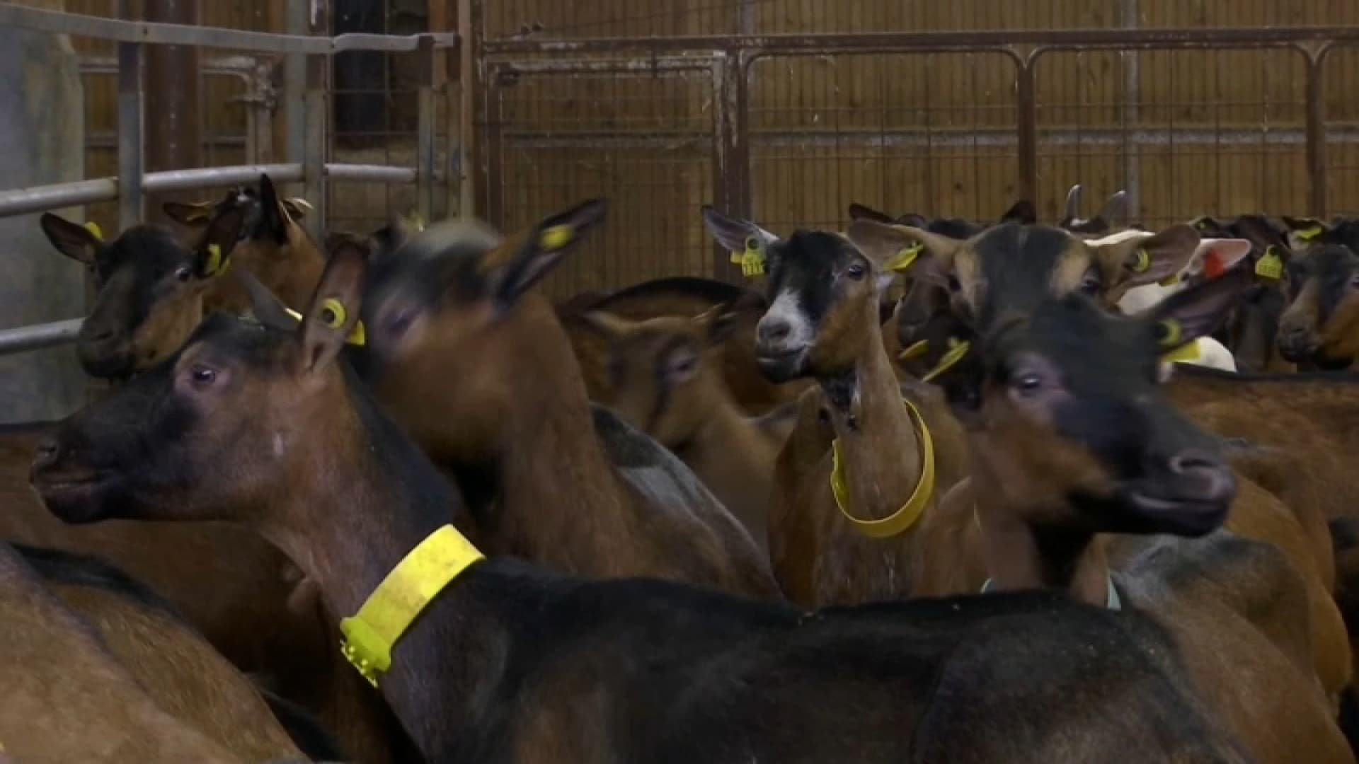 « Je constate simplement »: face à la baisse de production de lait de ses chèvres, un agriculteur du Nord blâme les éoliennes