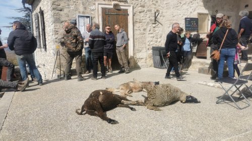 Alpes-de-Haute-Provence: un loup tué lors d'une attaque de troupeau à Montjustin