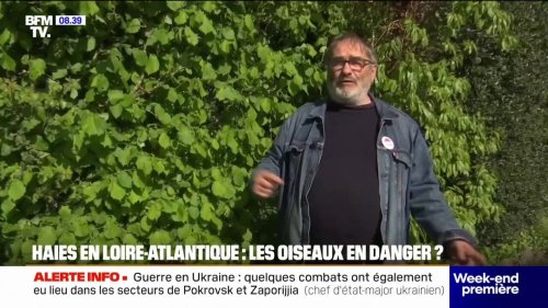 Haies en Loire-Atlantique: les oiseaux en danger ?