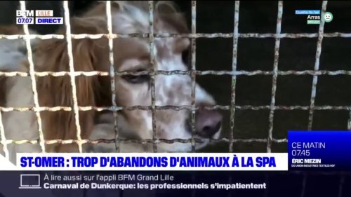 Saint-Omer: trop d'abandons d'animaux à la SPA