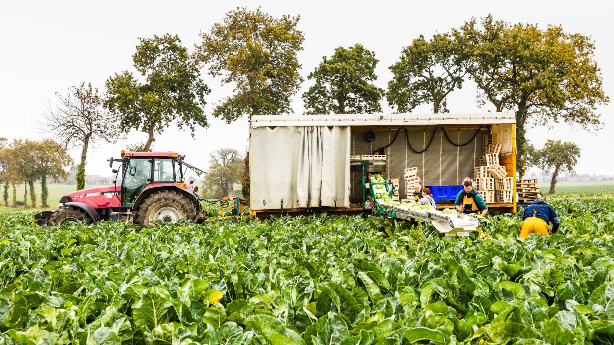 Chou-fleur, potimarron, poireau… Pourquoi les légumes d’hiver traversent une « crise exceptionnelle »