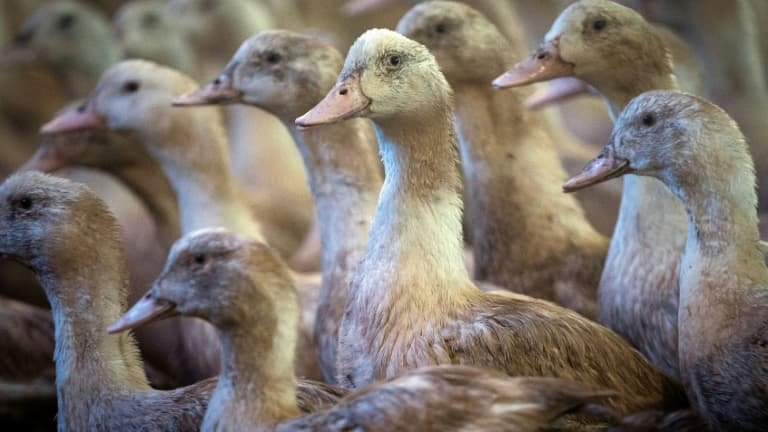 2.000 canards seront abattus: un foyer de grippe aviaire a été détecté dans un élevage du Lot-et-Garonne