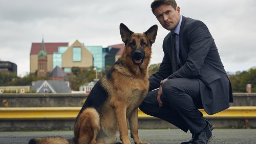 Le chien policier Rex va faire son retour sur le petit écran en France