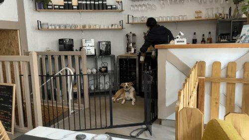 "Toutouccino", le premier bar à chiens d'Île-de-France a ouvert à Meaux