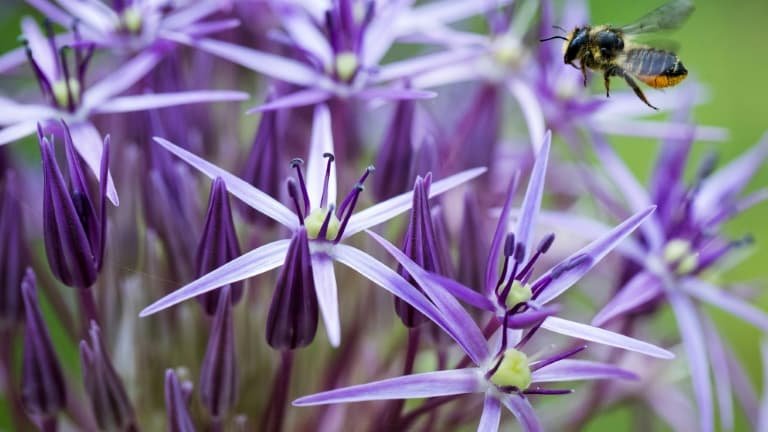 Abeilles: une loi ouvrant la voie à la réintroduction des pesticides néonicotinoïdes à l’Assemblée en avril
